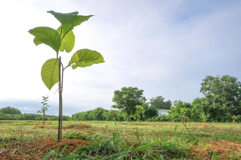 Discover whether teak furniture is sustainable in 2026. Learn about FSC certification, eco-friendly sourcing, and why European buyers choose teak outdoor furniture.